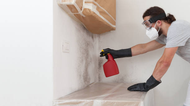 Professional Basement Mold Remediation technician working in Manasquan, NJ