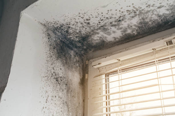 Trusted Basement Mold Remediation service in Manasquan, NJ - Cheap Mold Removal