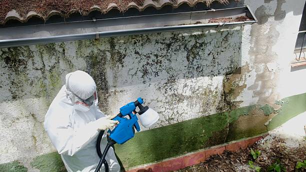 Trusted Mold Remediation service in Manasquan, NJ - Cheap Mold Removal